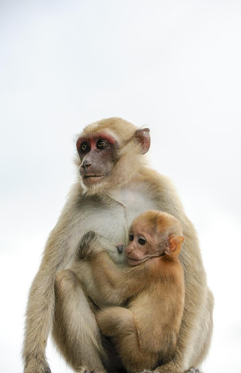 Animal affection-65ed543e6ebf491996eed75133b3e3ec.jpg Animal affection