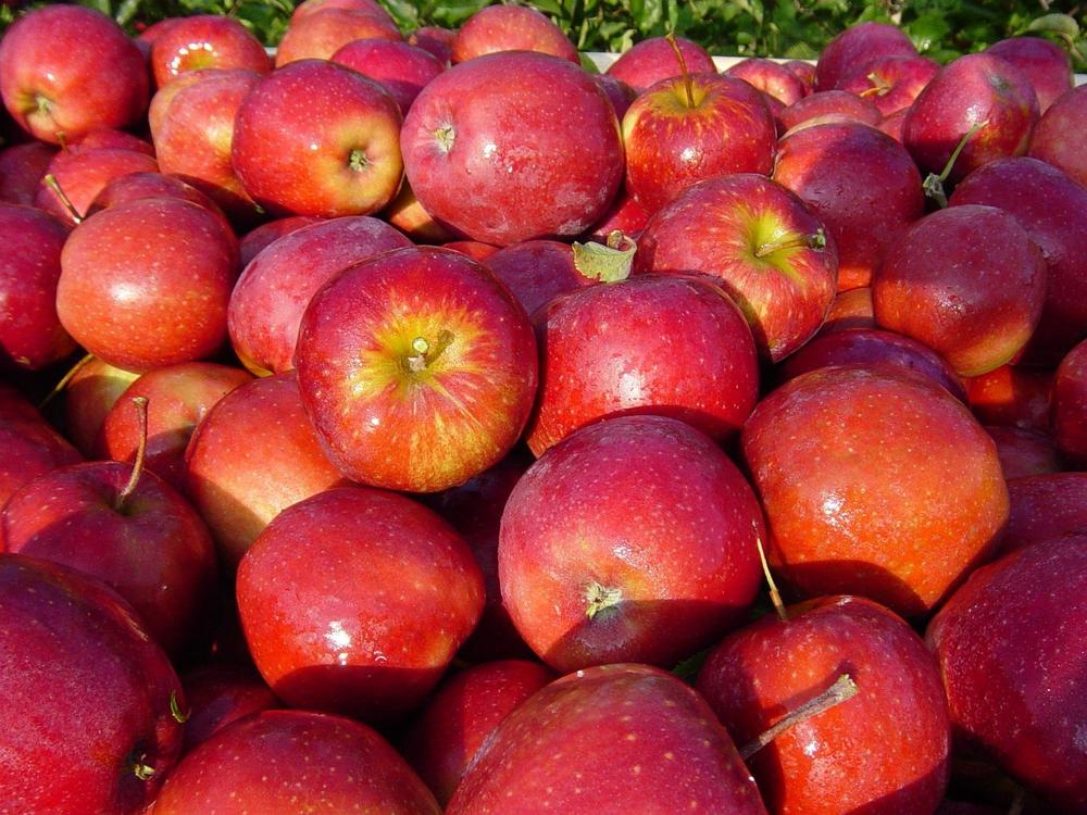Apple varieties-6ee39297ab894598993e740701148c9e.jpg Apple varieties