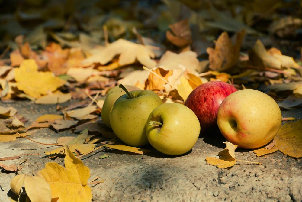Apple varieties-6ee39297ab894598993e740701148c9e.jpg Apple varieties