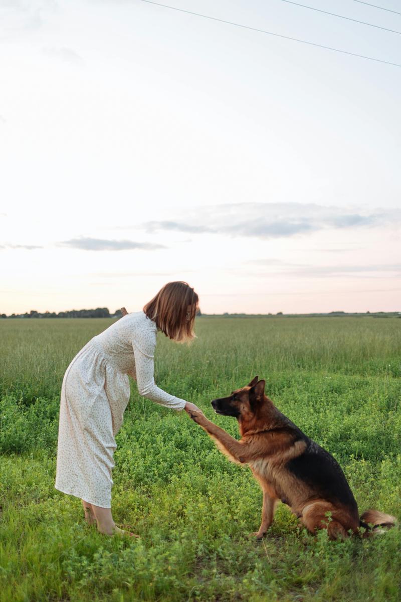 Dog training-adea18cb7fa044678a877908f91768e4.jpg Dog training