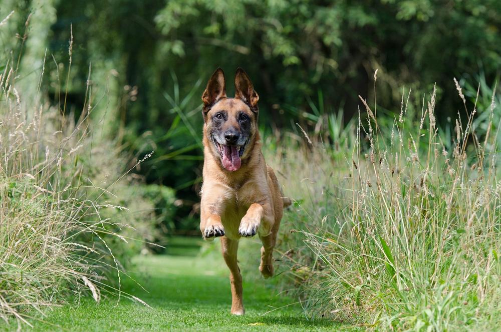 Dog training-adea18cb7fa044678a877908f91768e4.jpg Dog training